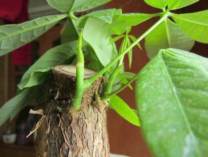 长期放室内的发财树怎样养护，有关发财树的种植步骤