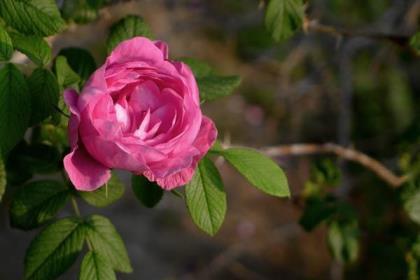 19朵玫瑰代表什么含义，了解玫瑰花的寓意及象征