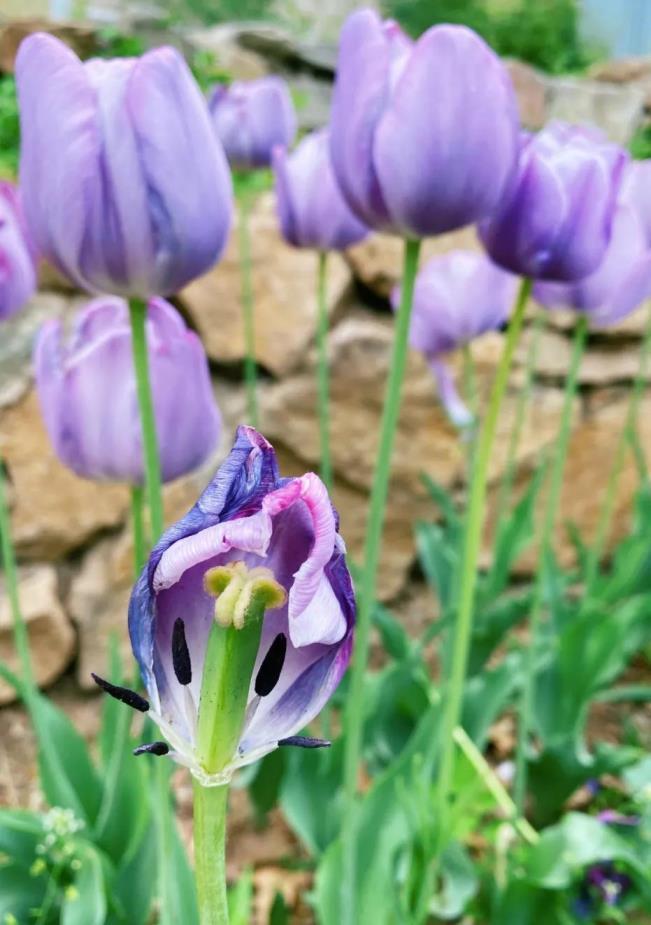 郁金香花语是什么意思，郁金香花的象征与寓意