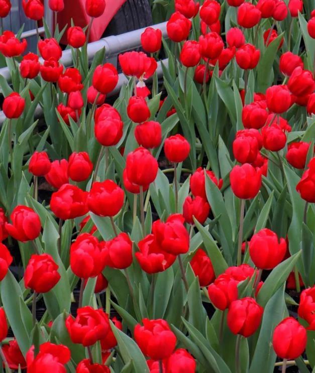 郁金香花语是什么意思，郁金香花的象征与寓意