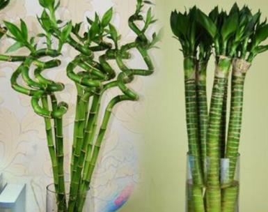 观音竹和富贵竹哪个好一点，描述观音竹和富贵竹的特点