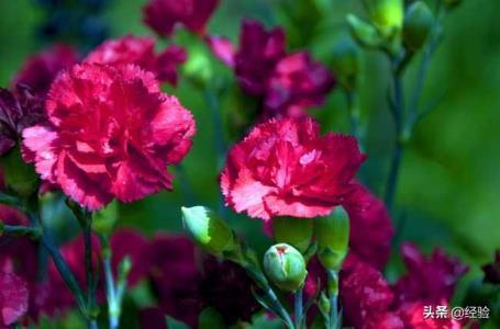 康乃馨花语是什么，康乃馨的寓意和象征
