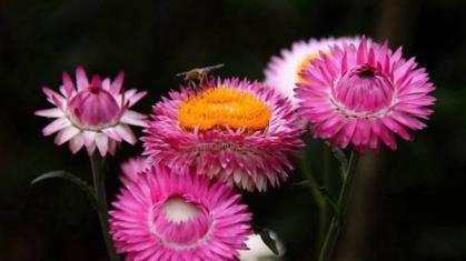 麦杆菊怎么种植，麦秆菊种植方法和时间