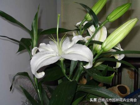 百合花是不是开一次花就死了，养护百合的方法技巧