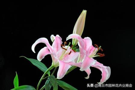 百合花是不是开一次花就死了，养护百合的方法技巧