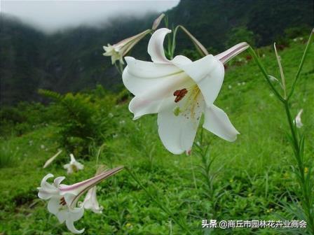 百合花是不是开一次花就死了，养护百合的方法技巧