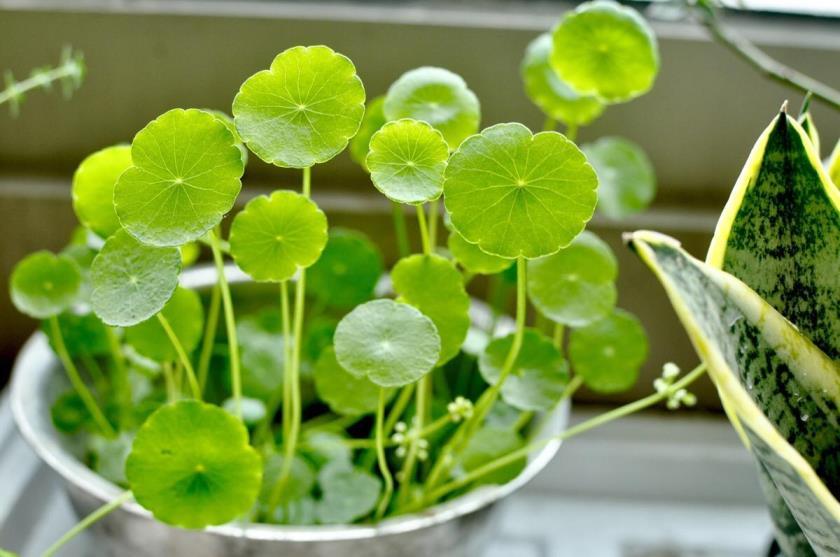 室内大型耐阴观叶植物有哪些，最好养的大型绿植介绍