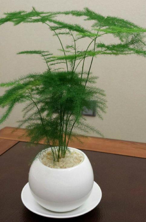 室内大型耐阴观叶植物有哪些，最好养的大型绿植介绍