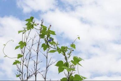 牵牛花的寓意和象征是什么，描述牵牛花的花语和象征