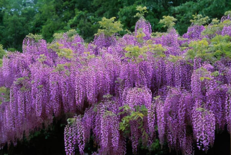 紫藤花适合什么地区种植，盆栽紫藤花的养殖方法