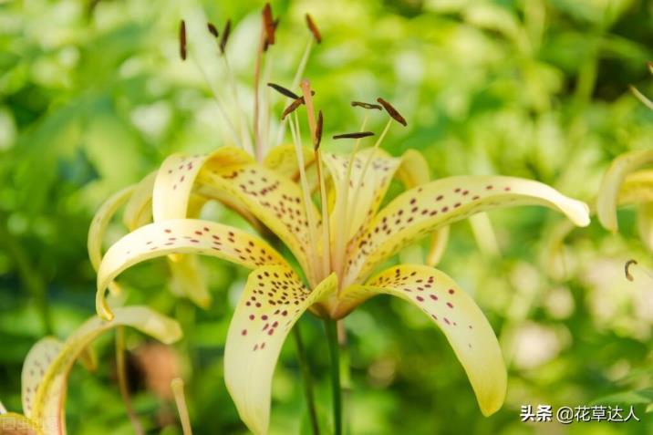 百合花什么季节开，了解百合的开花时间