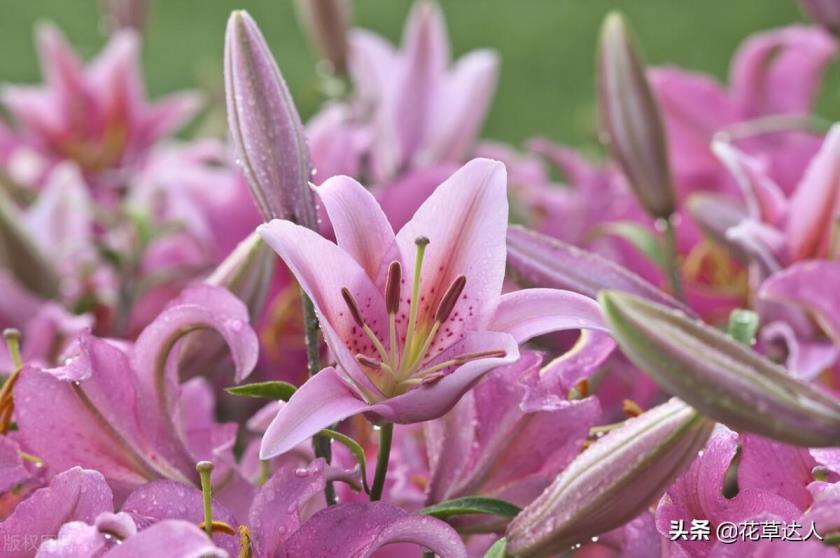 百合花什么季节开，了解百合的开花时间