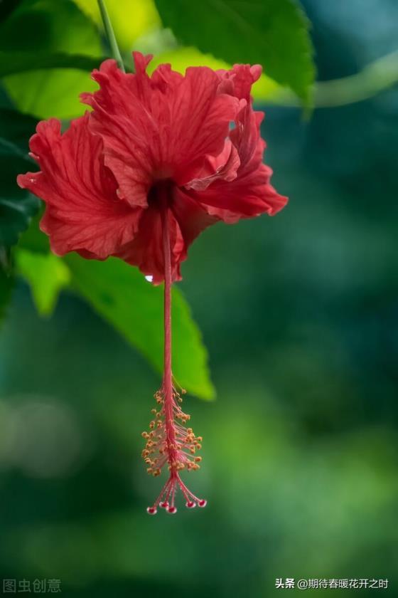 扶桑花的花语是什么，扶桑花的寓意和象征