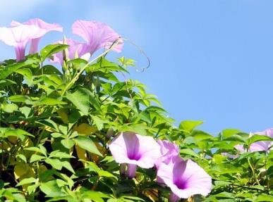 牵牛花什么时候开花，关于牵牛花的开花季节