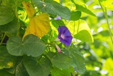 牵牛花什么时候开花，关于牵牛花的开花季节