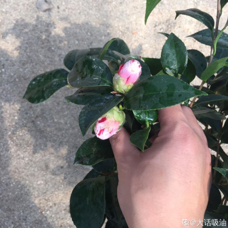 山茶花是什么颜色的，关于山茶花的详细讲解