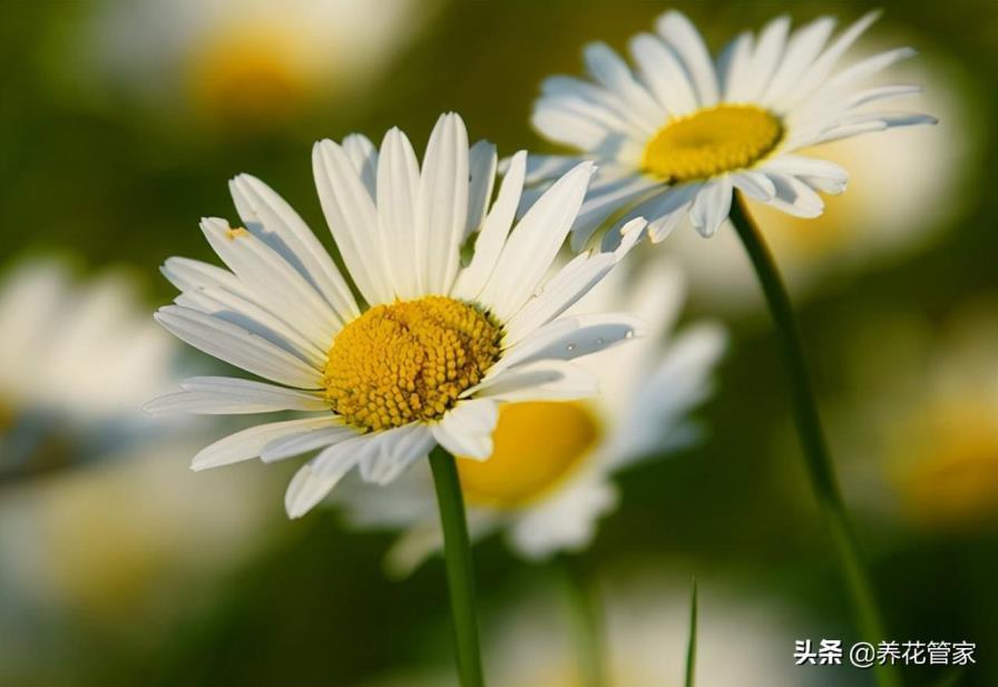 菊花的品种有哪些，常见的菊花品种及花型