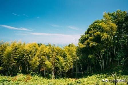 丛生竹怎么繁殖，竹子繁殖方法图解