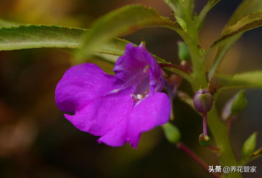 凤仙花是什么季节开的，有关凤仙花花期简介