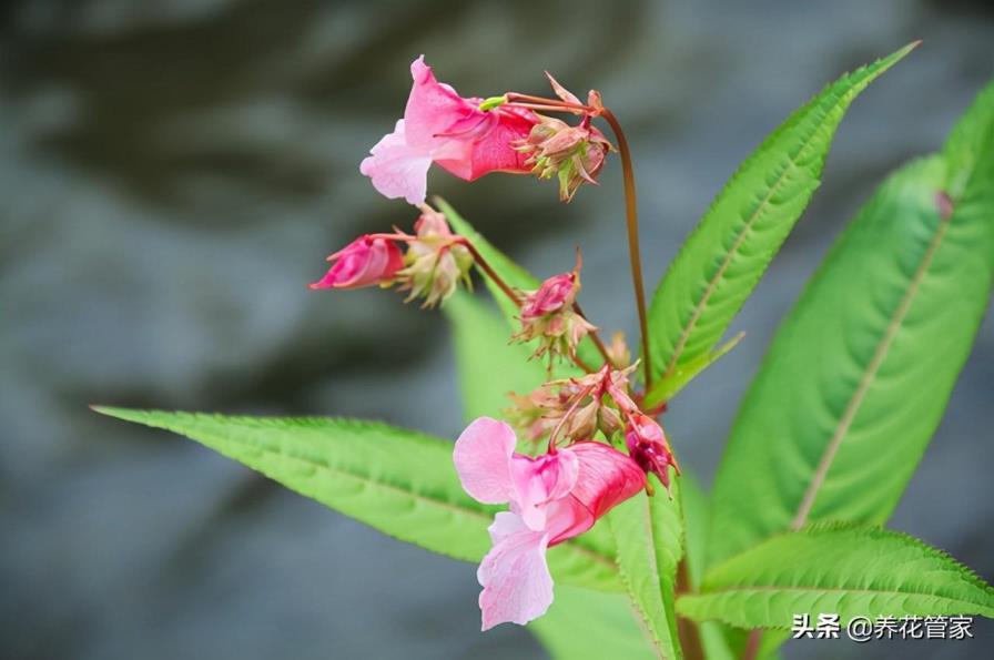 凤仙花是什么季节开的，有关凤仙花花期简介