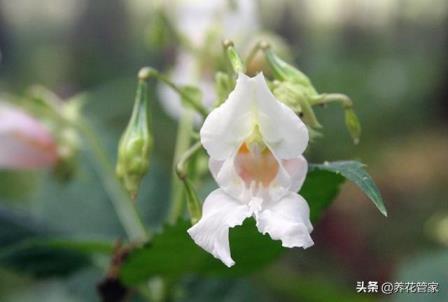 凤仙花是什么季节开的，有关凤仙花花期简介