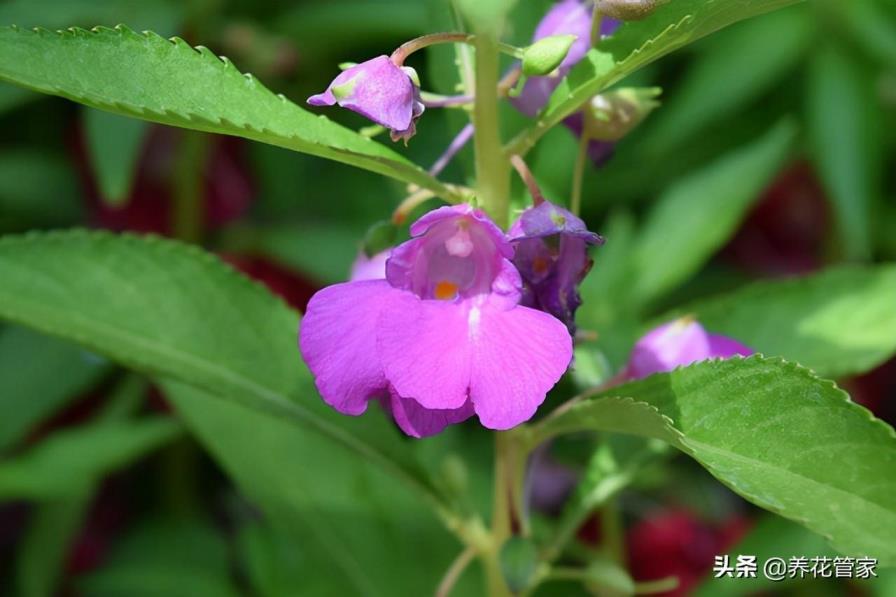 凤仙花是什么季节开的，有关凤仙花花期简介