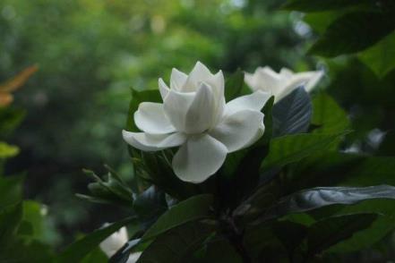 栀子花花朵变黄是什么原因，关于治黄叶最好的土办法