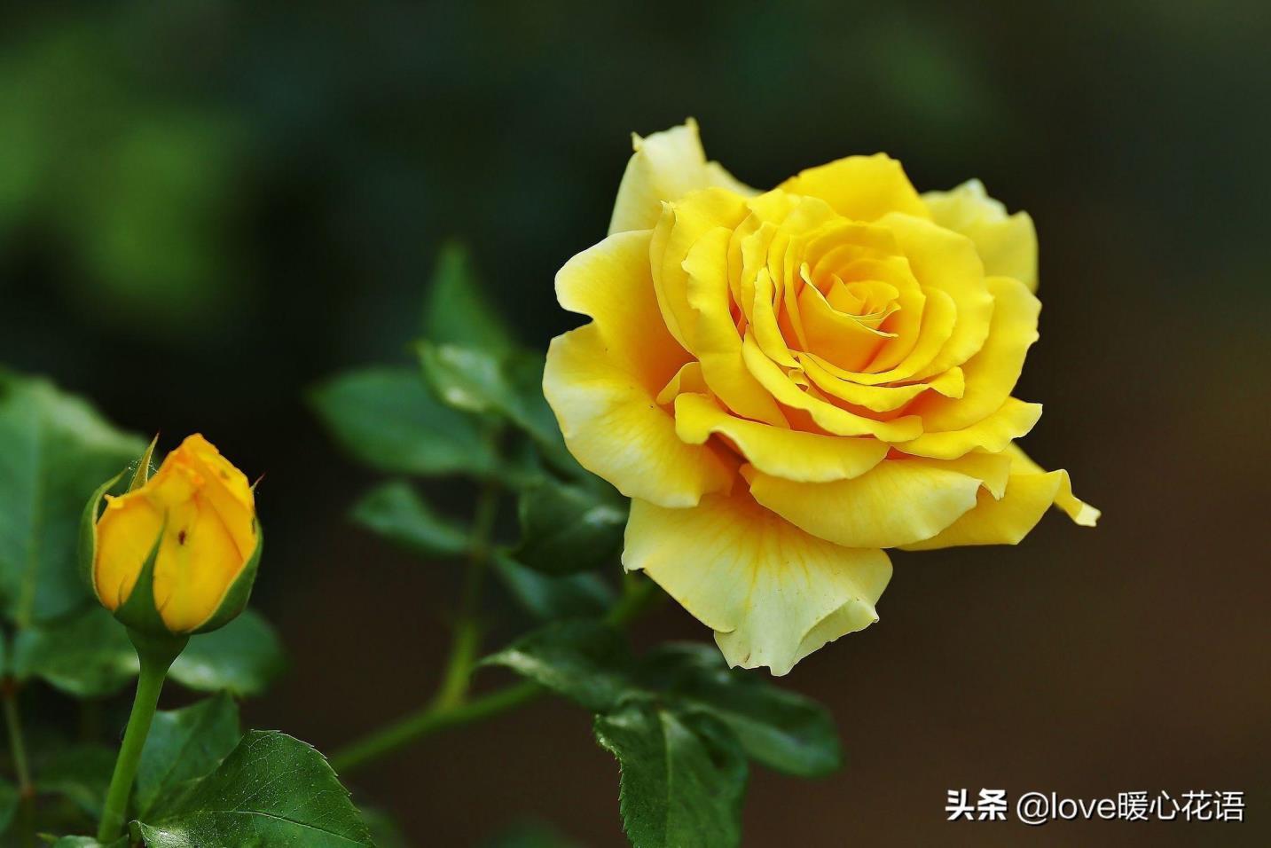 月季花语是什么意思，了解月季花的含义