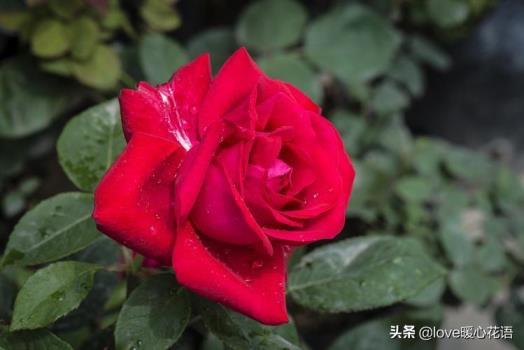 月季花语是什么意思，了解月季花的含义