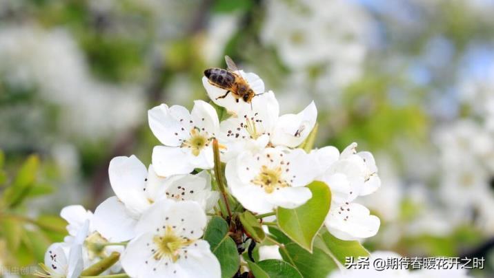 梨花象征着什么意义，有关梨花的真正含义