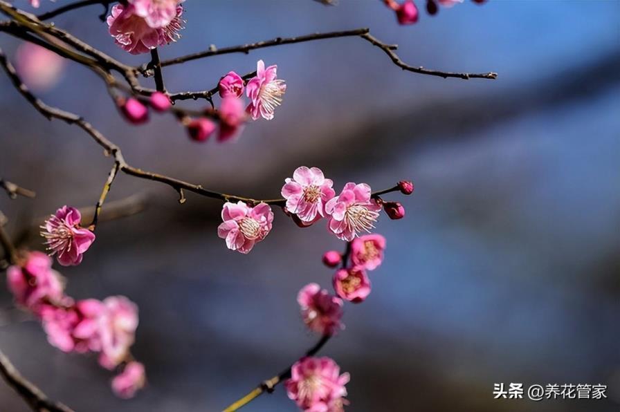 冬季里最耐寒的15种花卉，不怕冻的绿植盆栽