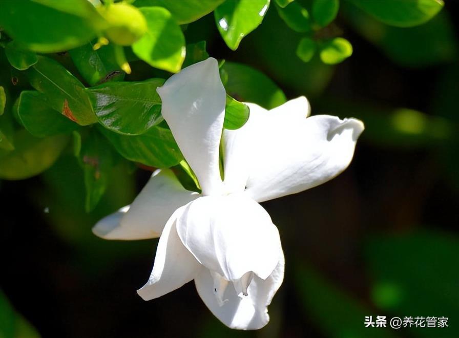 冬季里最耐寒的15种花卉，不怕冻的绿植盆栽