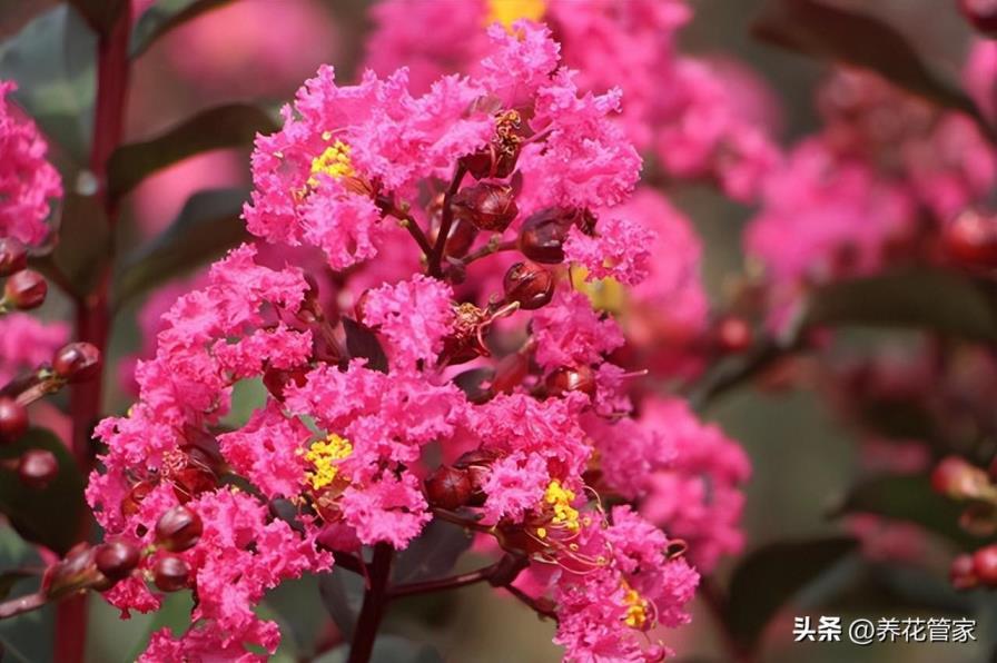 冬季里最耐寒的15种花卉，不怕冻的绿植盆栽