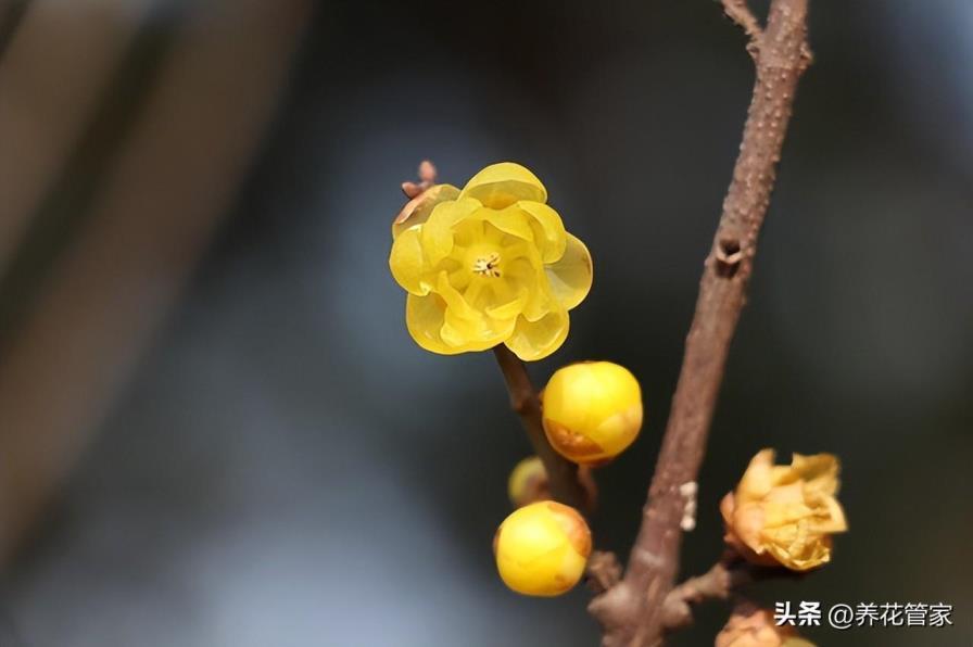 冬季里最耐寒的15种花卉，不怕冻的绿植盆栽