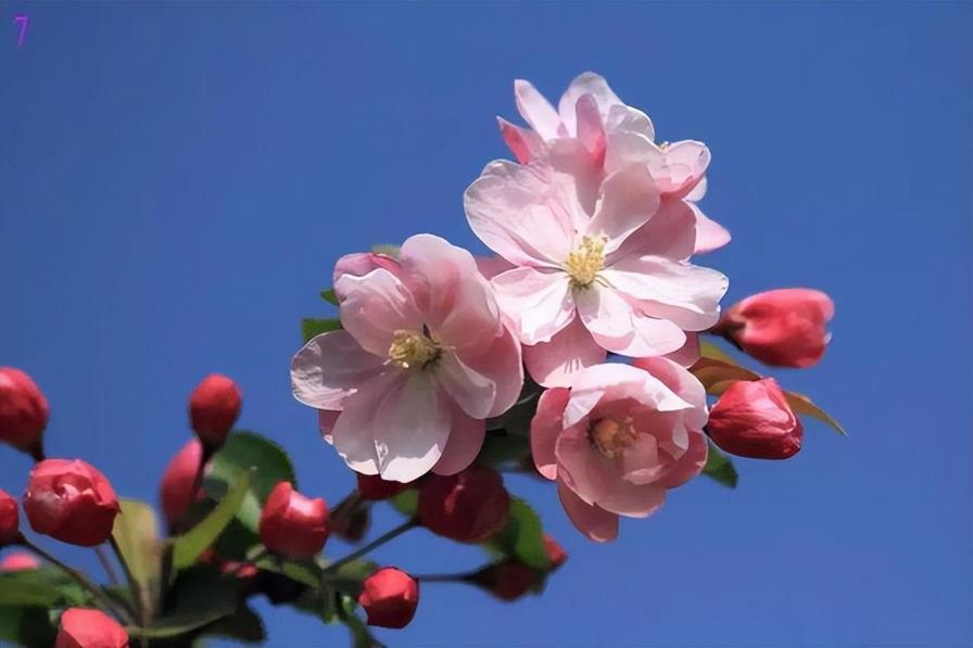 7月开什么花最旺，在七月盛开的花朵大全