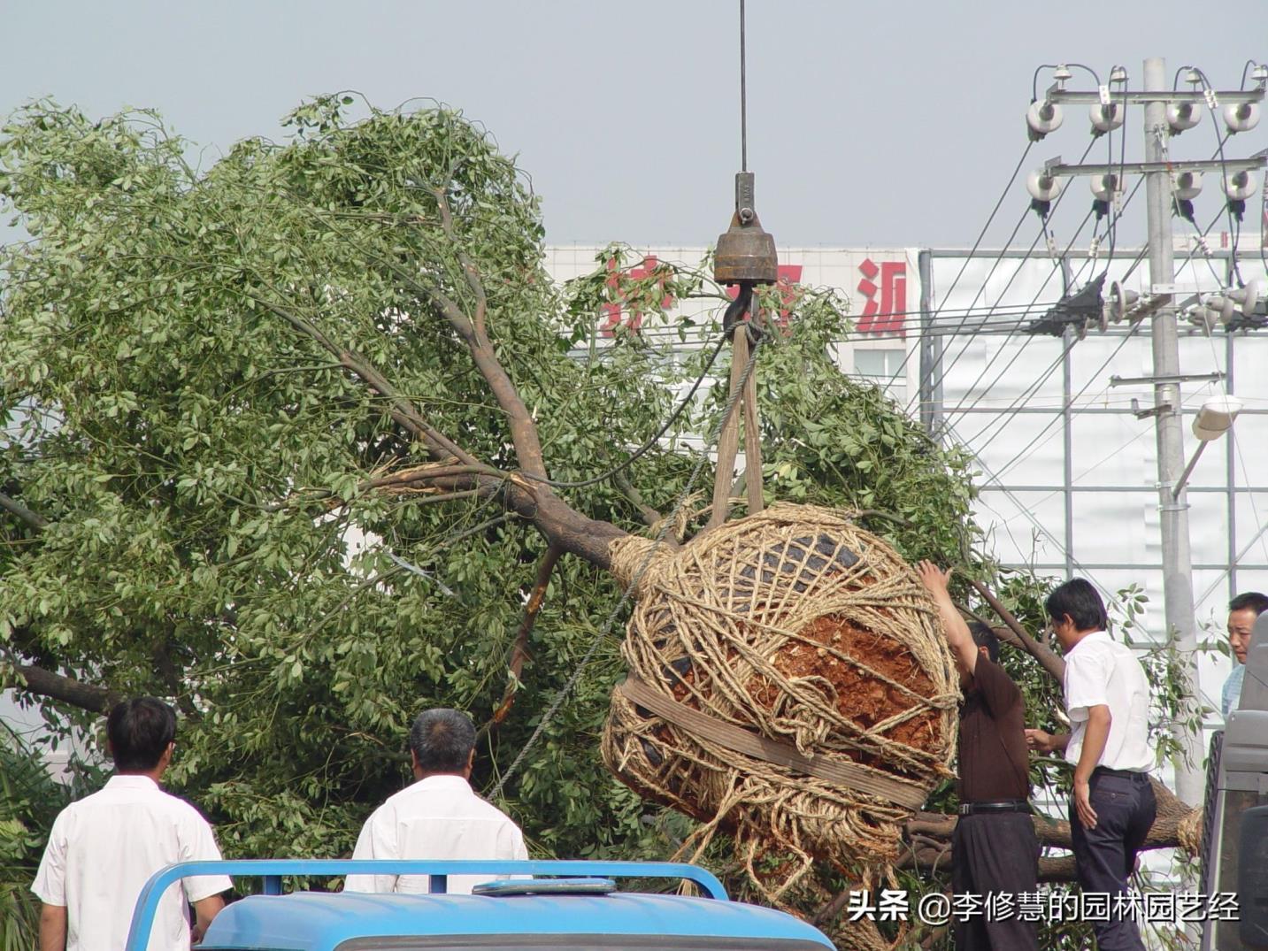 香樟树种植方法和注意事项，了解香樟树栽培技术