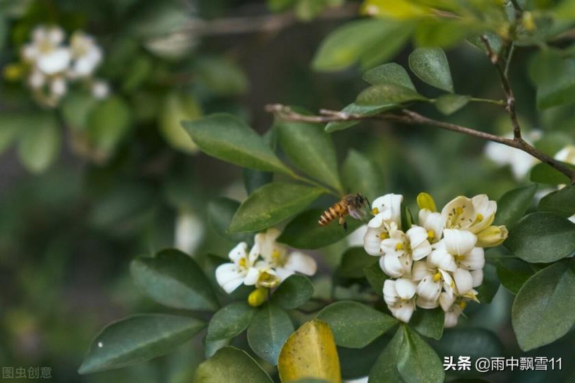 九里香如何才能养好，养九里香的注意事项