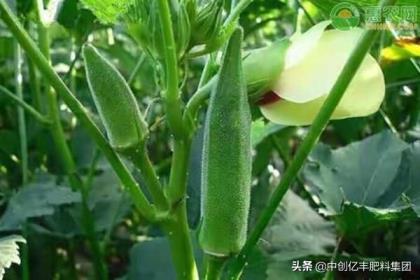 秋葵种子怎么种植方法，秋葵种植时间及技术要点