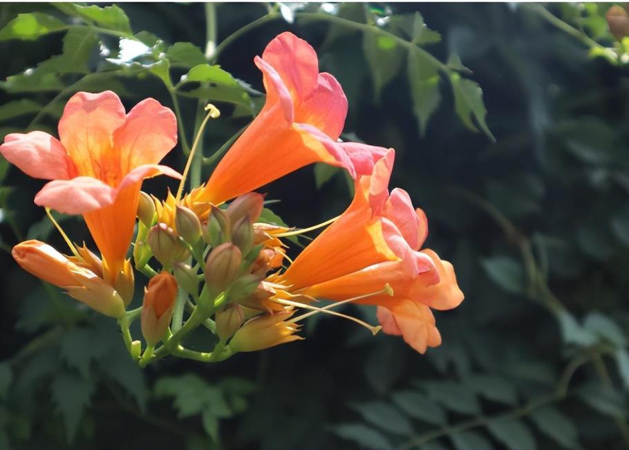 凌霄花花期是几月，有关凌霄花开花时间