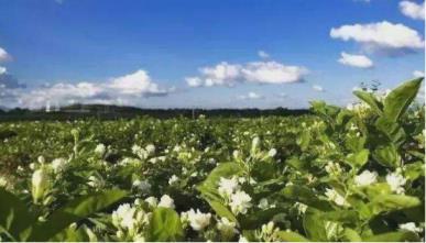 茉莉花的花语是什么，浅谈茉莉花的寓意