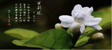 茉莉花的花语是什么，浅谈茉莉花的寓意