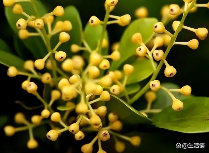 家里适合种米兰吗，米兰种植方法和时间