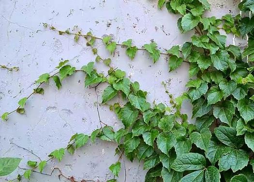 藤本植物有哪些，常见的藤本植物品种推荐