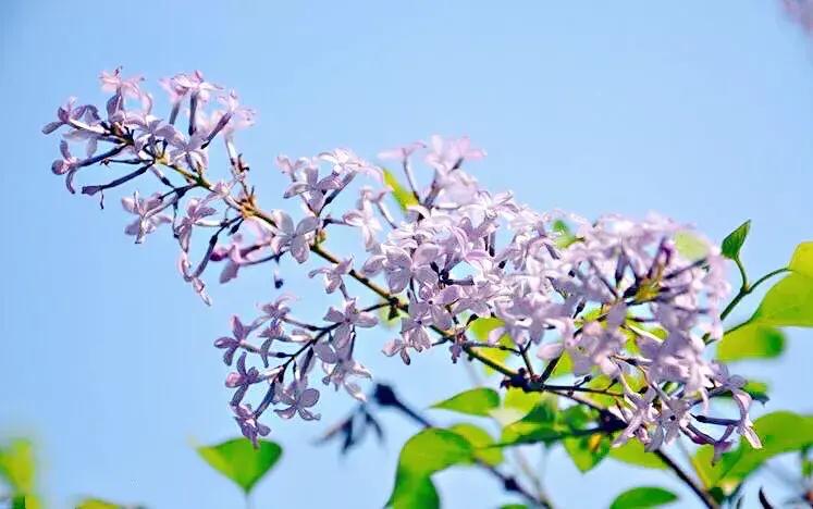 丁香花什么颜色好看，最常见的丁香种类大全