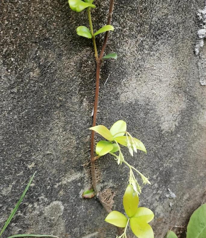 爬墙植物有哪些品种，最易养的爬墙植物大全