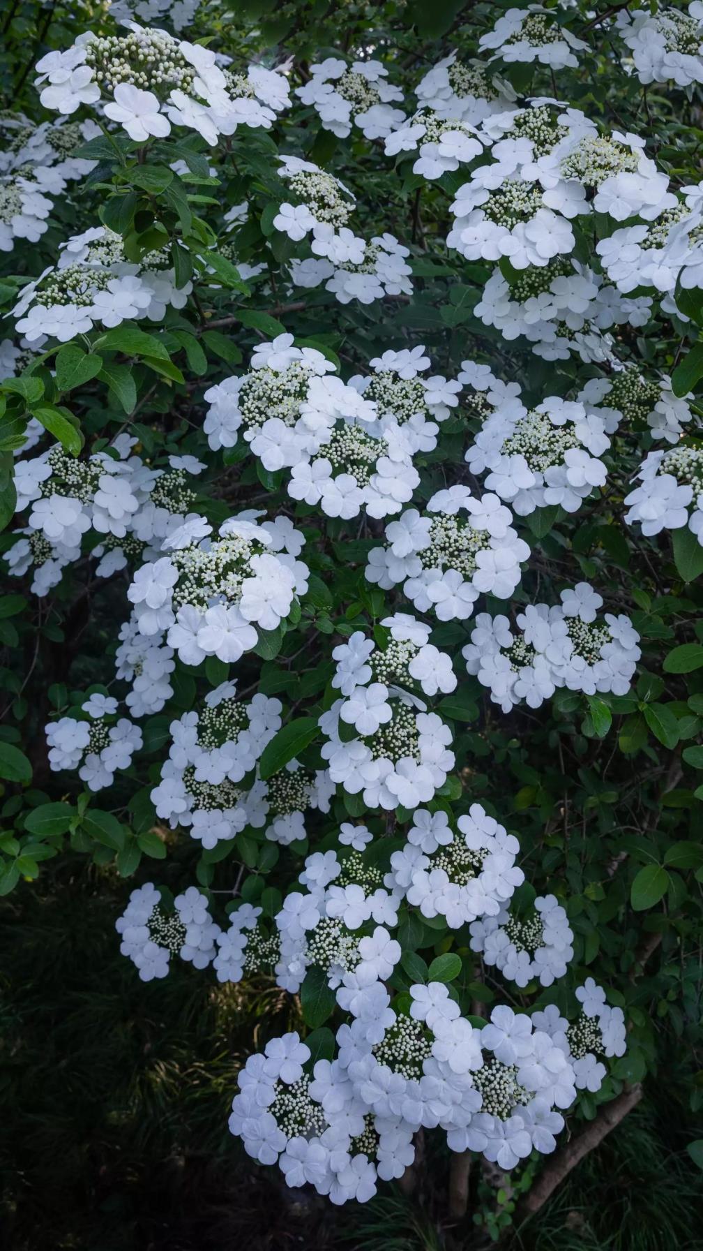 琼花的花语是什么，浅谈琼花的寓意和传说