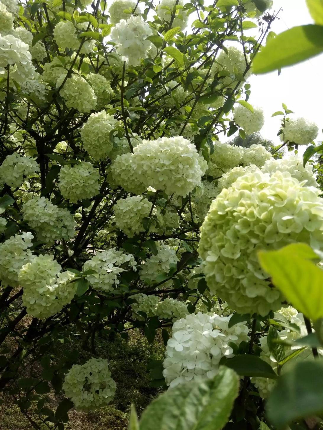 琼花的花语是什么，浅谈琼花的寓意和传说