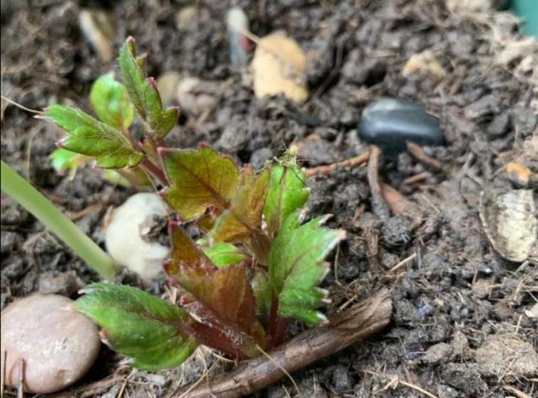 大丽花种球几月份种植最好，有关大丽花球根的种植方法