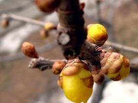 腊梅夏天怎样养护，有关腊梅花养护注意事项