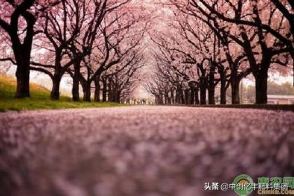 樱花树种植方法是什么，栽培樱花树的注意事项